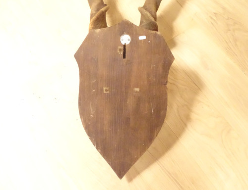 Jagdtrophäen-Massaker, Hörner, Afrikanische Antilope, Kap-Eland-Afrika, 20. Jahrhundert
