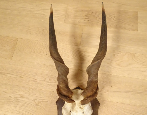 Jagdtrophäen-Massaker, Hörner, Afrikanische Antilope, Kap-Eland-Afrika, 20. Jahrhundert