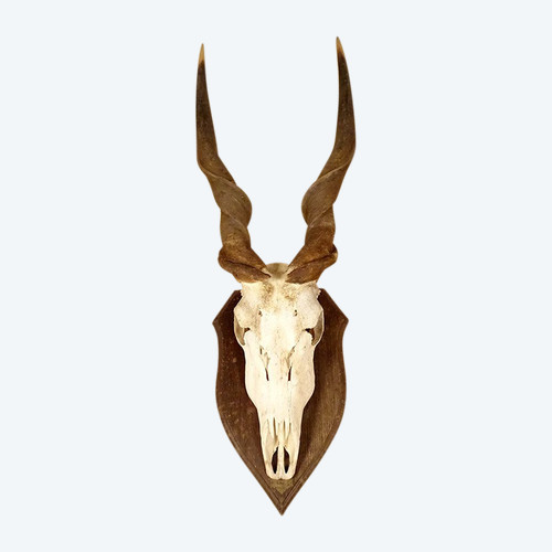 Jagdtrophäen-Massaker, Hörner, Afrikanische Antilope, Kap-Eland-Afrika, 20. Jahrhundert