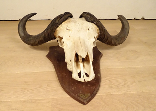 Trophée de Chasse Massacre Cornes Buffle Africain Caffer Afrique Déco XXè