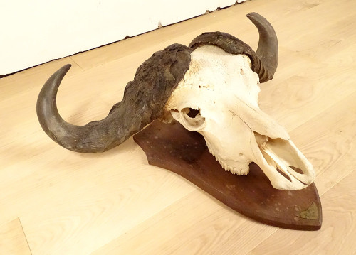 Trophée de Chasse Massacre Cornes Buffle Africain Caffer Afrique Déco XXè