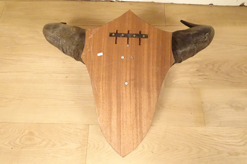 Trophée de Chasse Massacre Cornes Buffle Africain Caffer Afrique Déco XXè