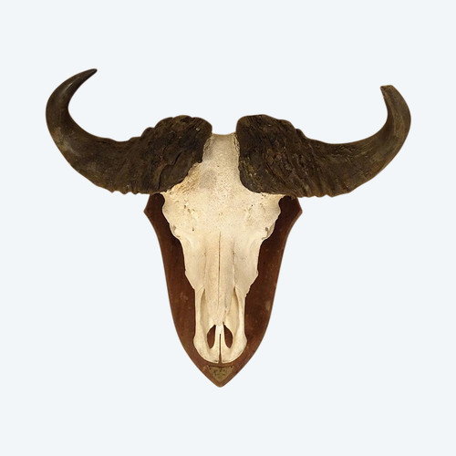 Hunting Trophy Massacre Horns African Buffalo Caffer Africa Deco 20th