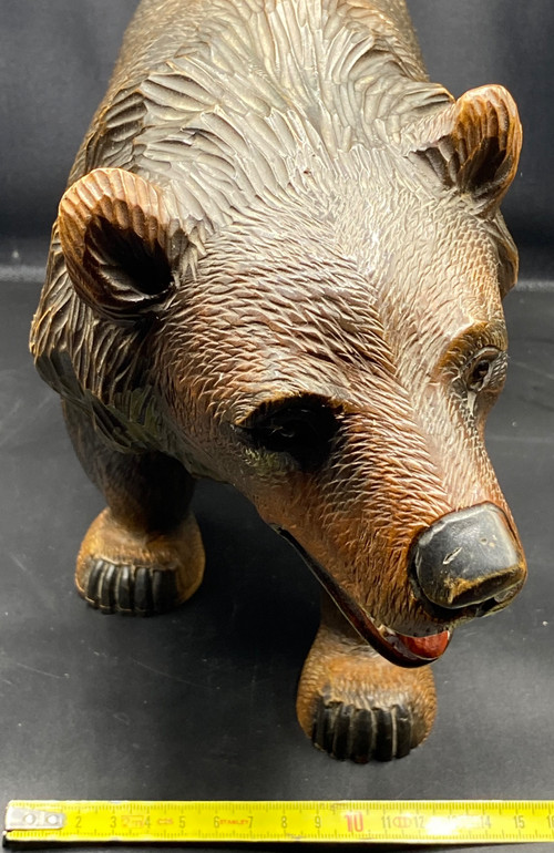 ORSO DELLA FORESTA NERA 1900