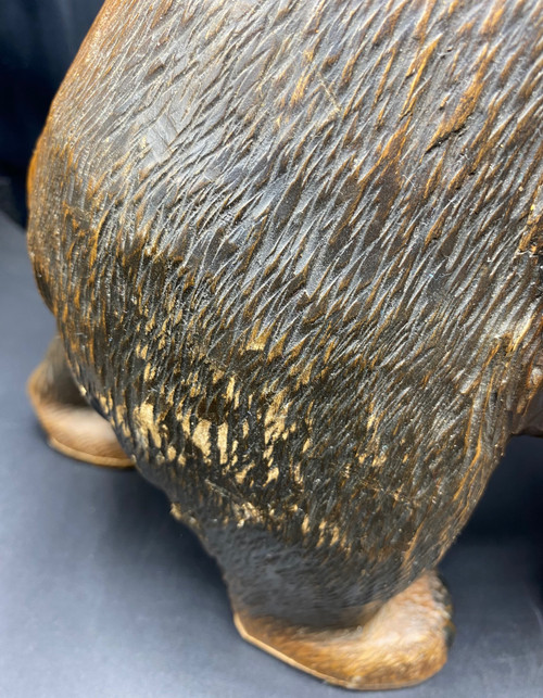 ORSO DELLA FORESTA NERA 1900