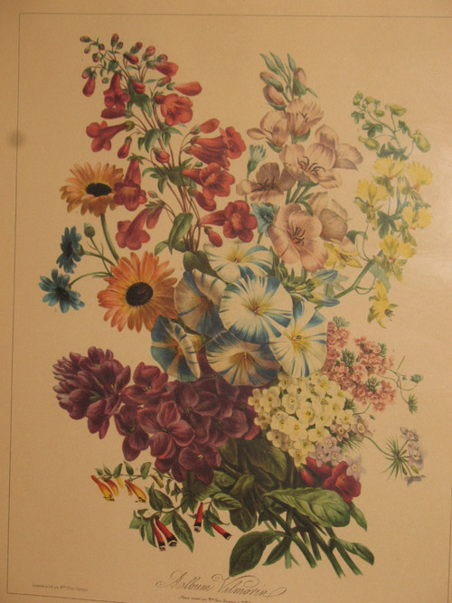 Planches lithographiées Album Vilmorin bouquets de fleurs peintes par Elisa Champin 12 planches