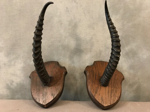 Paire de cornes de gazelle sur support en bois vers 1900