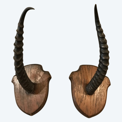 Paire de cornes de gazelle sur support en bois vers 1900
