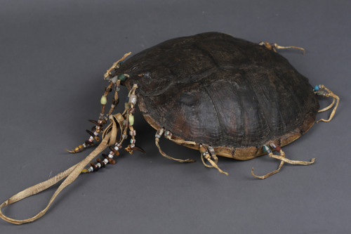 Brustschildkröte – Prärieindianer, USA