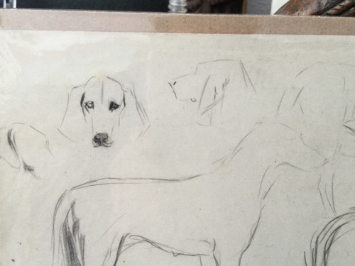 Studie eines Hundes . René Igel