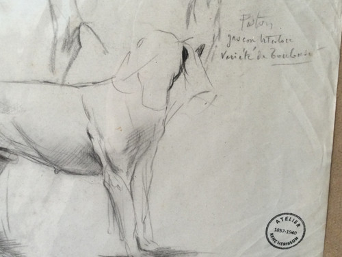 Studie eines Hundes . René Igel