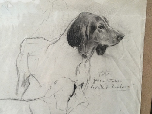 Studie eines Hundes . René Igel