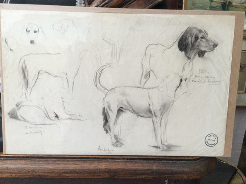 Studie eines Hundes . René Igel
