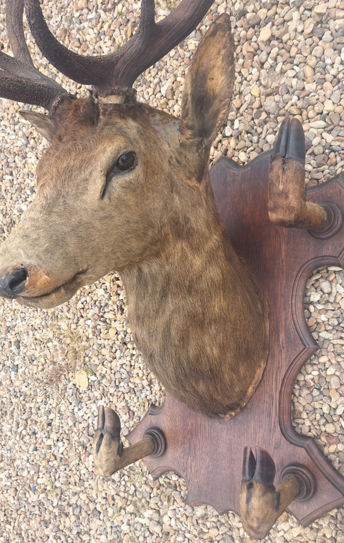 Trofeo di caccia con testa di cervo 10 corna portabiti inizio '900