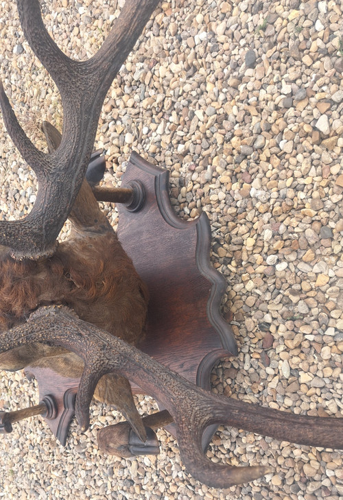 Trofeo di caccia con testa di cervo 10 corna portabiti inizio '900