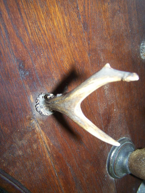 Porte manteaux en bois de cerf début 20ème 