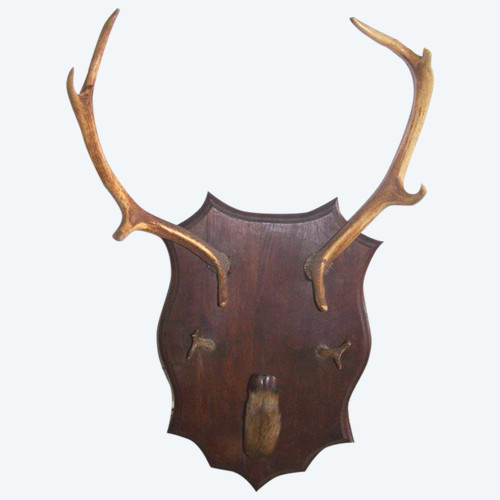 Porte manteaux en bois de cerf début 20ème 