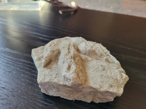 Geological plaque of tridactyl footprints of bipedal dinosaurs from the Veillon infralias (Vendée)