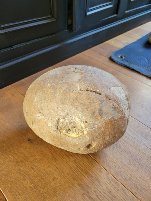 Fossil presented as a dinosaur egg