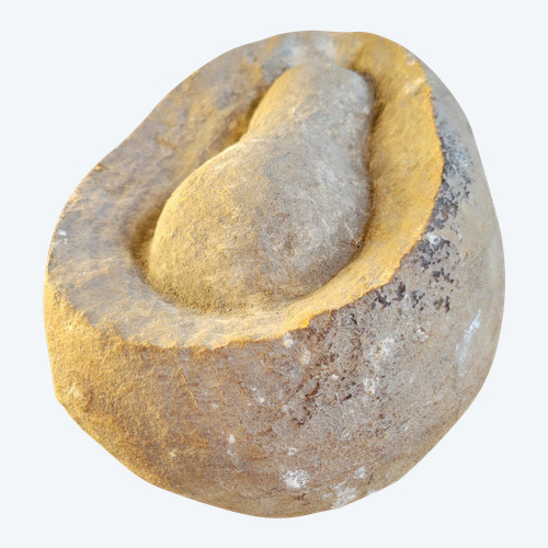 Fossil presented as a dinosaur egg