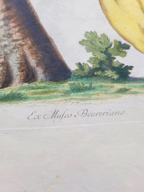after G W Knorr, Pair of naturalistic engravings, 18th century