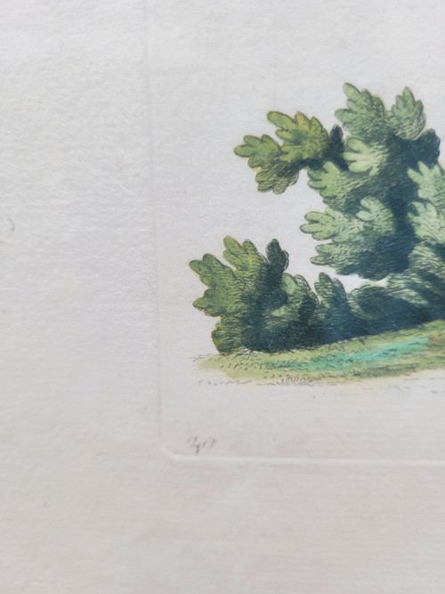 after G W Knorr, Pair of naturalistic engravings, 18th century