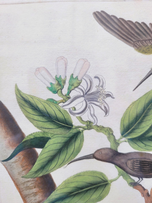 after G W Knorr, Pair of naturalistic engravings, 18th century
