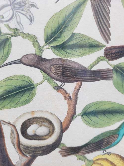 after G W Knorr, Pair of naturalistic engravings, 18th century