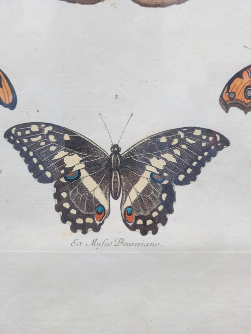 after G W Knorr, Pair of naturalistic engravings, 18th century