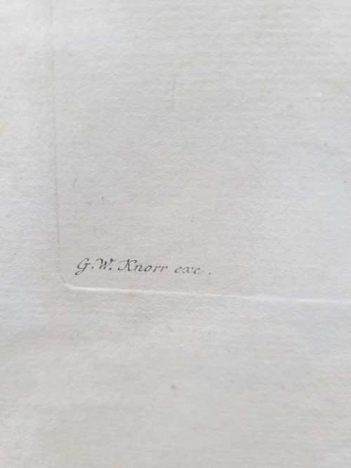 after G W Knorr, Pair of naturalistic engravings, 18th century