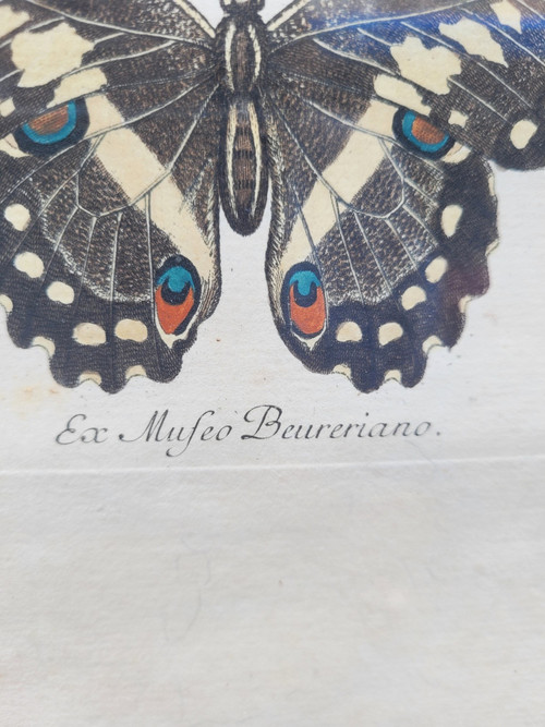 after G W Knorr, Pair of naturalistic engravings, 18th century
