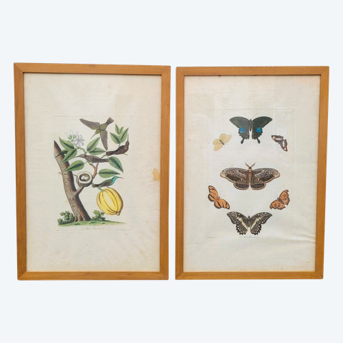 after G W Knorr, Pair of naturalistic engravings, 18th century