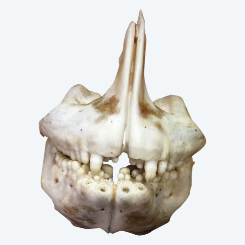 Mascella di orata reale 