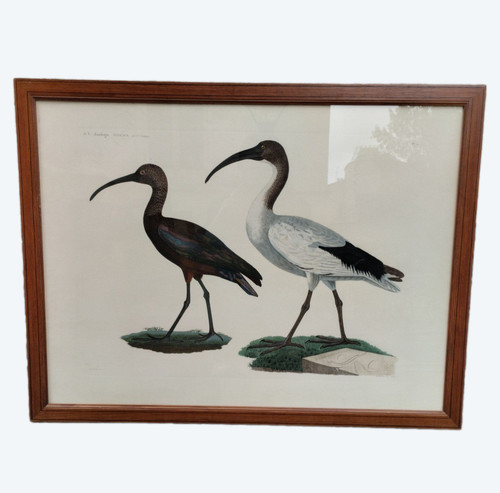 Engraving- Description De l'Egypte -Oiseaux - Zoologie - Plate 7-Jacques Barraband - c. 1810.