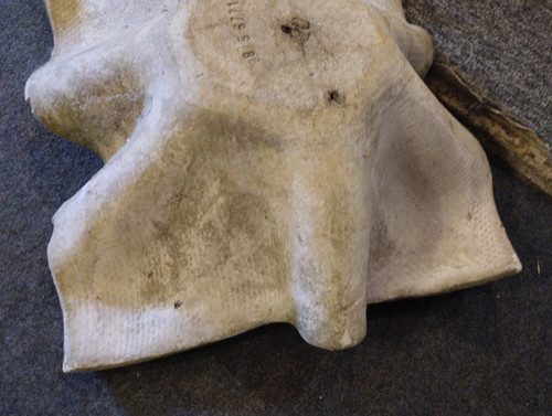 Planter - Biasca - Elephant Ear - Fiber cement - Willy Guhl - V. 1950.