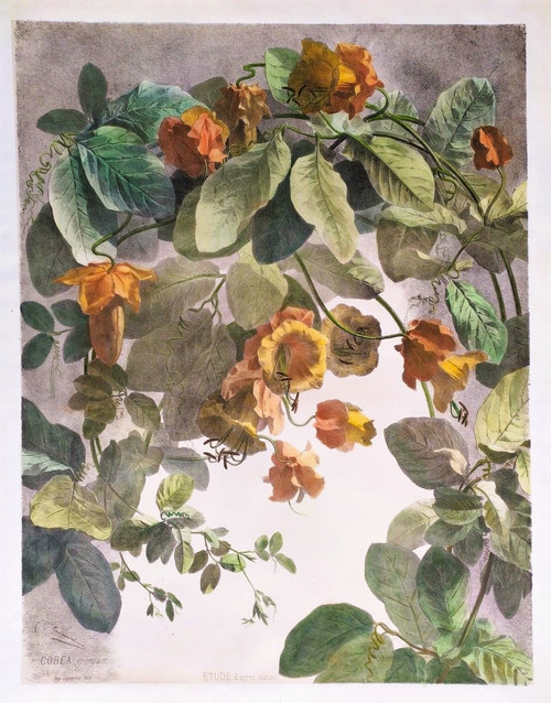 Litografia acquerello arrampicata Cobée XIX fiori 