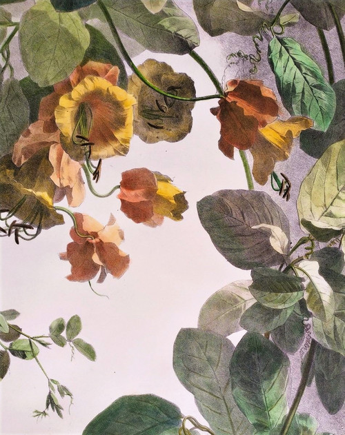 Litografia acquerello arrampicata Cobée XIX fiori 