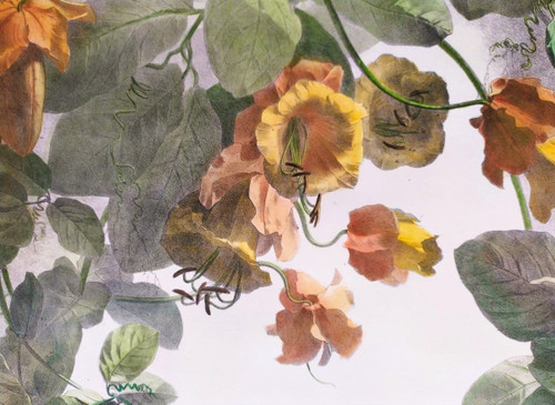 Litografia acquerello arrampicata Cobée XIX fiori 