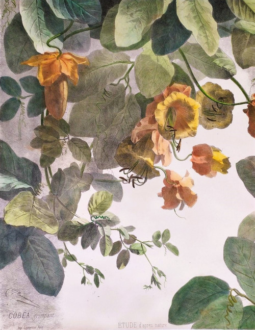Litografia acquerello arrampicata Cobée XIX fiori 