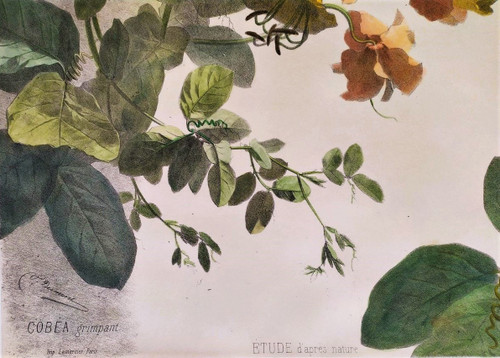 Litografia acquerello arrampicata Cobée XIX fiori 