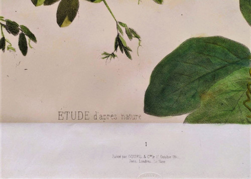 Litografia acquerello arrampicata Cobée XIX fiori 