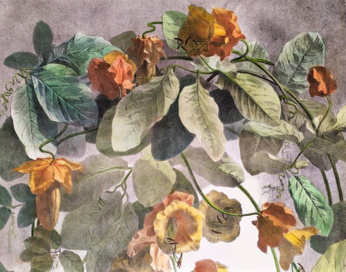 Litografia acquerello arrampicata Cobée XIX fiori 