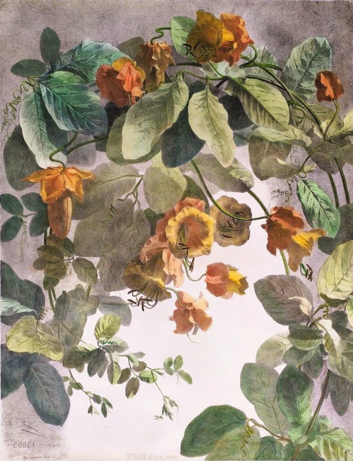 Litografia acquerello arrampicata Cobée XIX fiori 