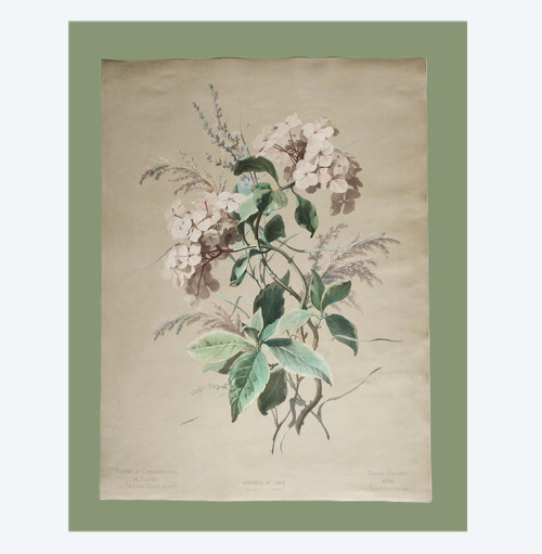 Hortensia Fleurs Grande Lithographie Aquarellée d'Après Chabal Dussurgey 19ème
