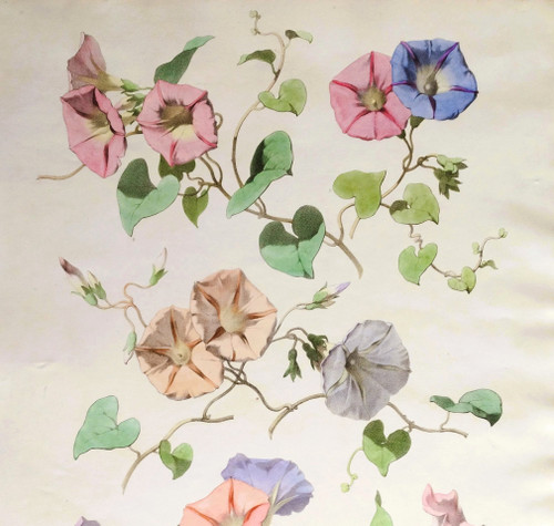 Litografia ad acquerello botanico dei fiori di Volubilis di Chabal Dussurgey del XIX secolo