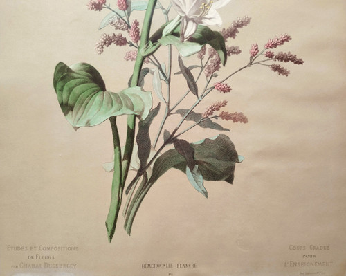 Lithographie Botanique Fleurs Hémerocalle Blanche d'après Chabal Dussurgey 19ème