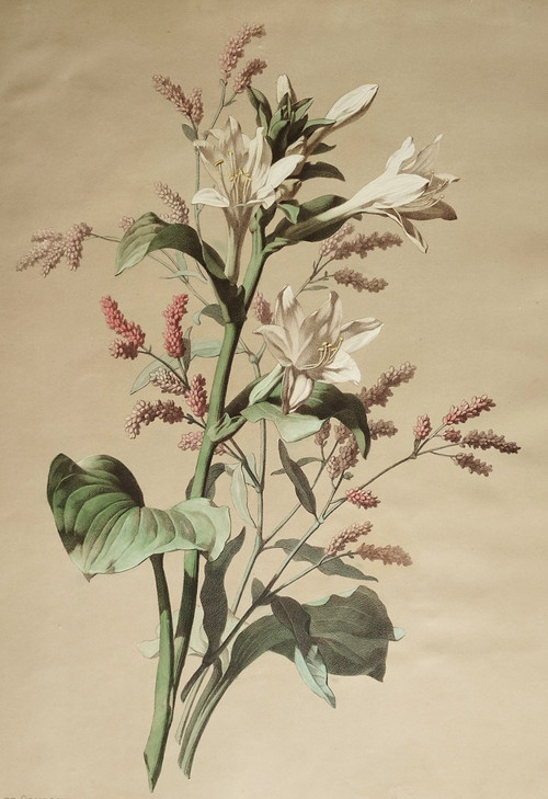 Lithographie Botanique Fleurs Hémerocalle Blanche d'après Chabal Dussurgey 19ème