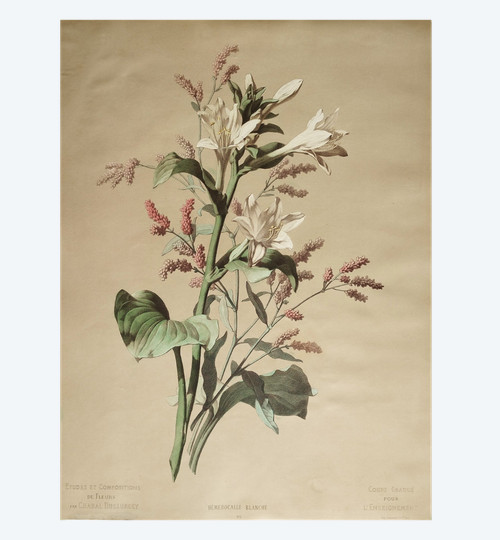 Lithographie Botanique Fleurs Hémerocalle Blanche d'après Chabal Dussurgey 19ème