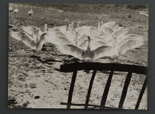 Silver print by Bernard Darot Le Ballet des Oies 20th century
