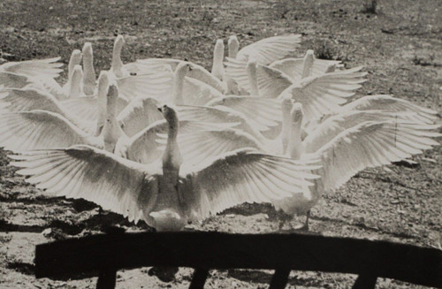 Silver print by Bernard Darot Le Ballet des Oies 20th century